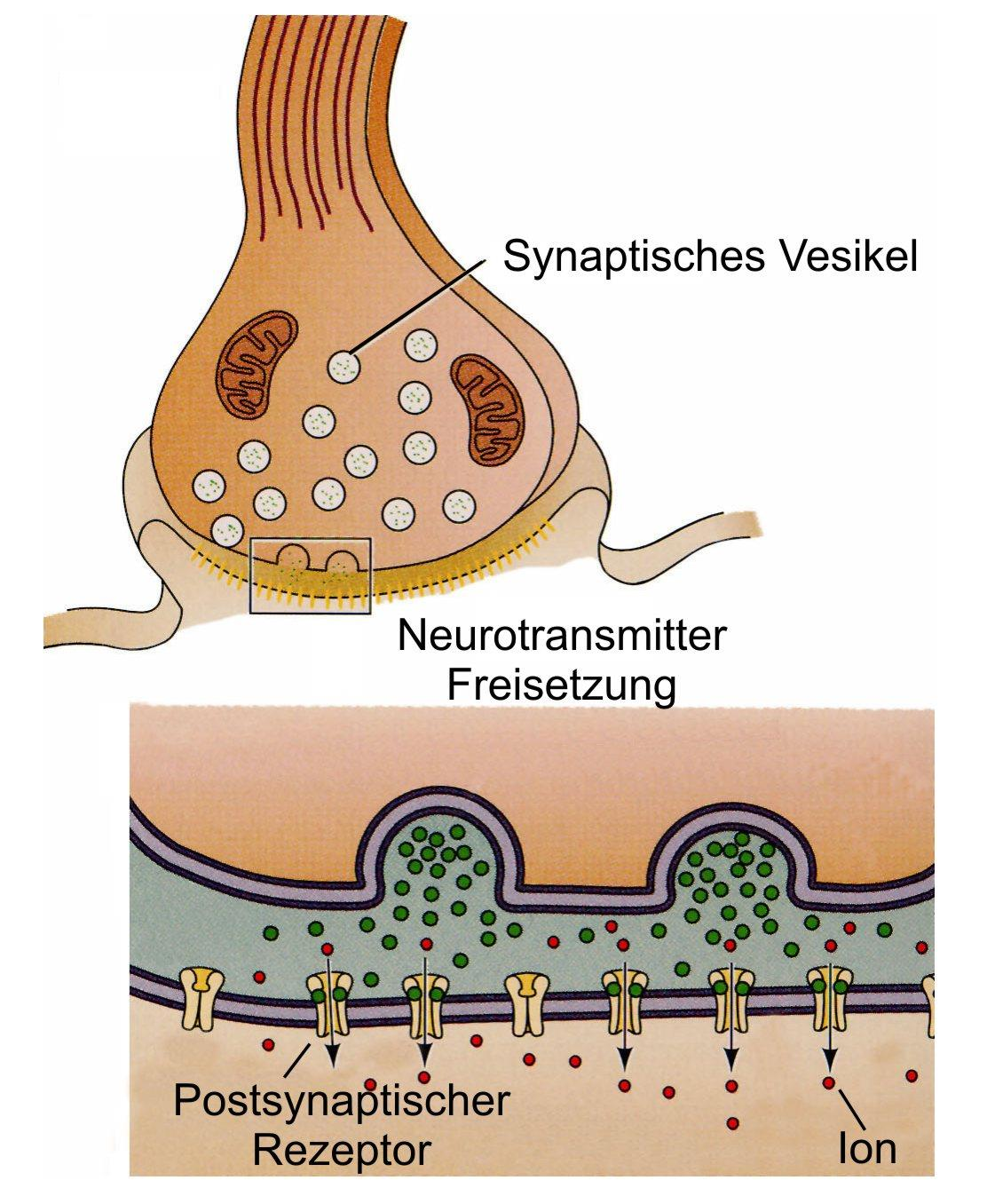 Chemische Synapsen Aktionspotential trifft in der Präsynapse ein Ca 2+ -Ionen strömen in die Präsynapse ein Vesikel werden von SNARE Proteinen an der Membran