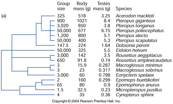 701-245-00L Pop - & Evol biol - 6 - Kap. 7: Das Studium der Adaptation Fig 7.4 Phylogenie der Flughunde (17 Arten). Kontraste werden jeweils zwischen benachbarten Arten bzw.