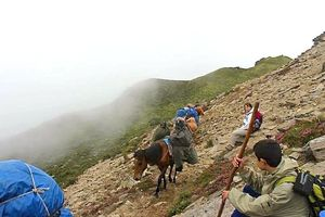 9. Tag: 2. Trekkingtag: Die verschiedenen Waldformen Bhutans, (F/M/A) Strecke von Gorsum nach Lungsum: 12 km, Trekkingzeit: 5 h, Aufstieg: 40 m, Höhe des Camps: 3.160 m. ü.d.m. Auf einem Weg durch dichte Kiefer-, Wachholder-, Ahorn- und Zypressenwälder, wandern wir langsam bergauf bis zu unserem Camp.