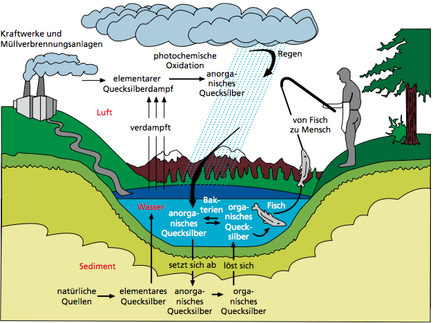 Quelle: UBA Einführung in die Quecksilberthematik (Hg) - Kommt in gewissen Konzentrationen in Böden und Meeren vor - Anthropogen insb.