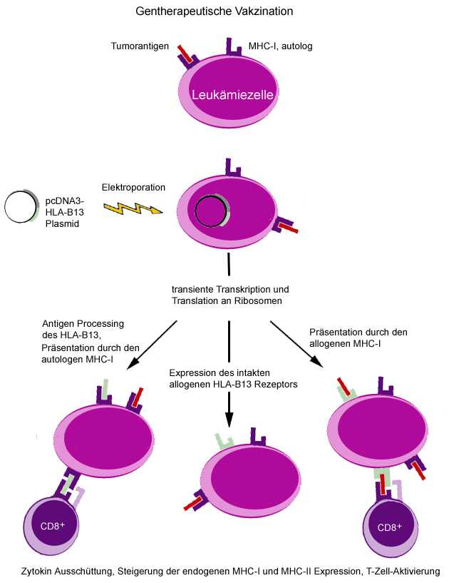 8. Abbildungen Abbildung 2: Gentherapeutische Vakzination Das Einbringen fremder cdna in eine Tumorzelle kann diese für autologe T-Lymphozyten als fremd erkennbar machen.