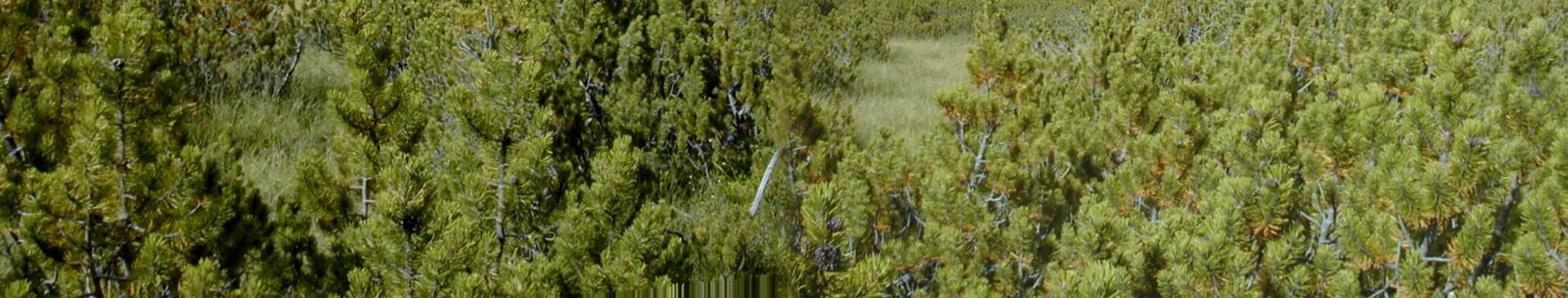 Praktisches Beispiel Ausgleich Entlassung von 2 ha Moorrandwald aus der forstlichen Nutzung und Weidefreistellung