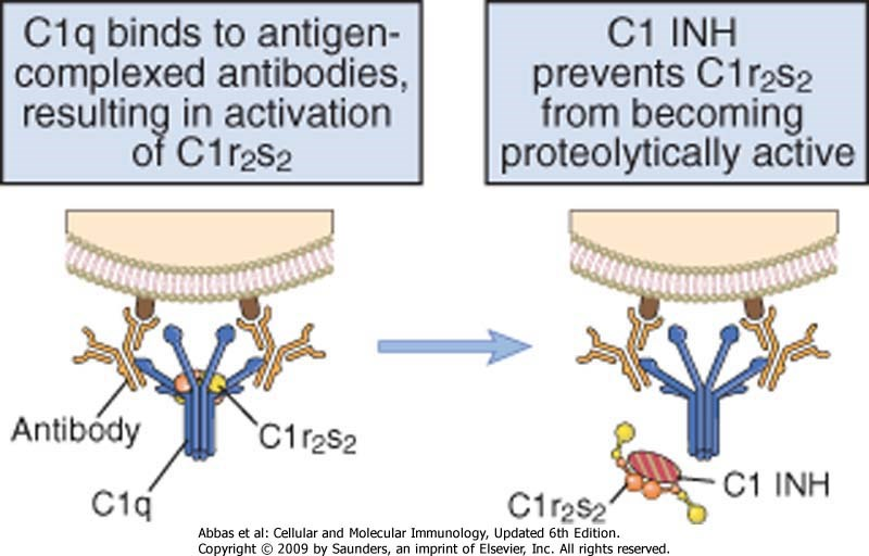 Der lösliche Inhibitor C1 INH hemmt die Aktivierung des klassischen Pathways Figure 14-13 Regulation of C1 activity by C1 INH.