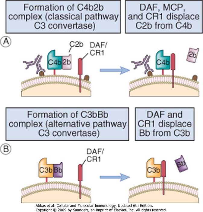 Die zellmembran-gebundenen Inhibitoren DAF, CR1 + MCP inaktivieren die C3-Konvertase DAF = (CD55) decay accelerating factor MCP = (CD46) Membrane cofactor CR1 = (CD35) Complement receptor 1 Figure