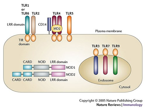 TLRs are located in different cell types and compartiments mainly in macrophages and mdcs mainly in pdcs
