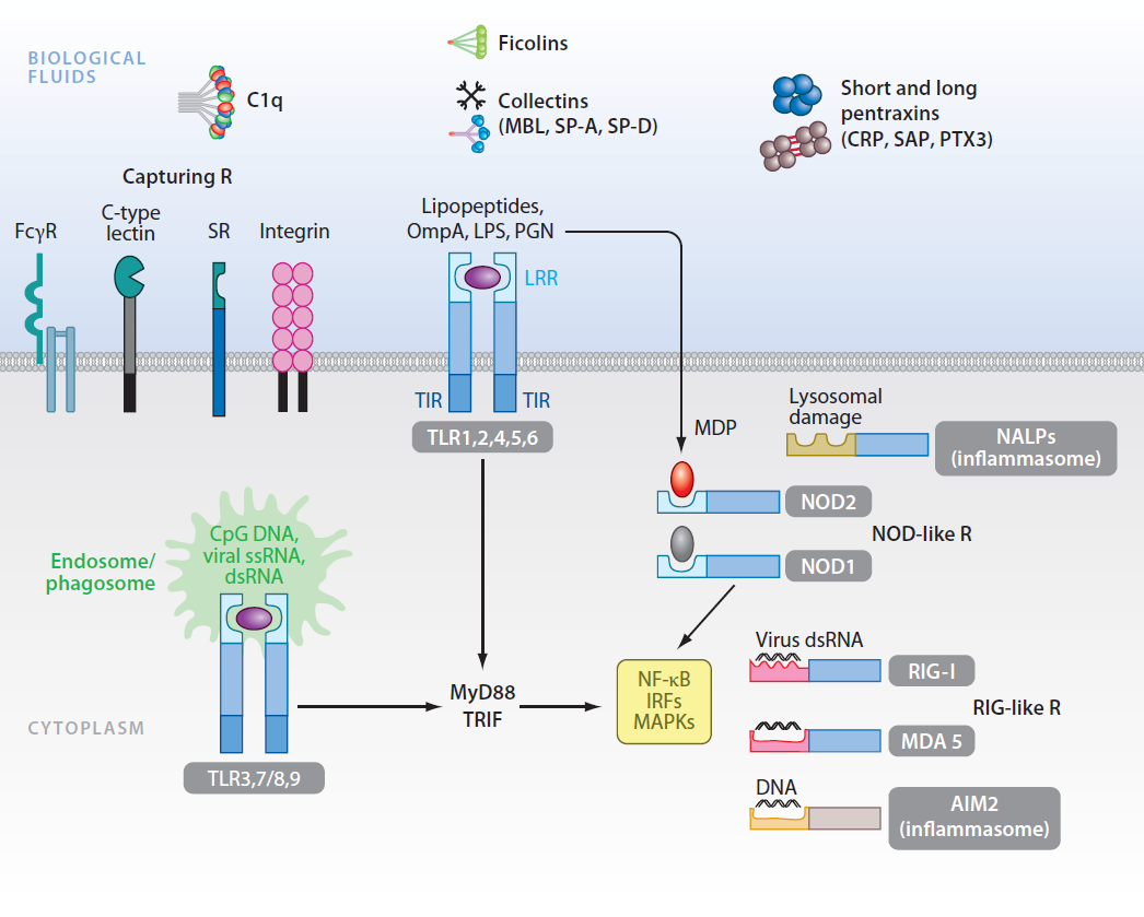 Mustererkennungrezeptoren (PRRs) membrangebundene PRRs scavenger Rezeptoren Toll-like Rezeptoren C-Typ-Lektin-Rezeptoren Erkennung nach Opsonisierung: mit Antikörpern: Fc-Rezeptoren mit C3b: