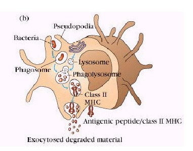 Phagozytose 1) Aufnahme des Erregers - Pseudopoiden - Aufnahme in die Zelle - Ablösung von Zellmembran 2) Verschmelzung mit Lysosom -