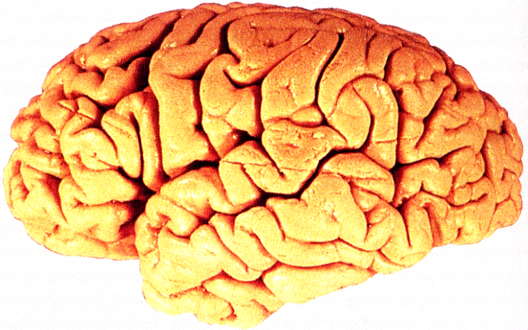 Einzelheiten zur Organrente Gehirn Als Beeinträchtigung der Funktionsfähigkeit gilt jede Schädigung des Gehirns oder des