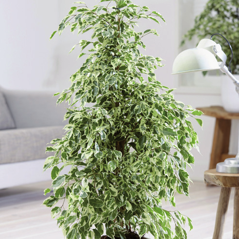 BELIEBTESTEN GROSSPFLANZEN ALOKASIE BIRKENFEIGE FFENBACHIE ALOCASIA-ARTEN FICUS-ARTEN FFENBACHIA SEGUINE WARUM GERADE? Birkenfeige das ist der Baum im Raum!