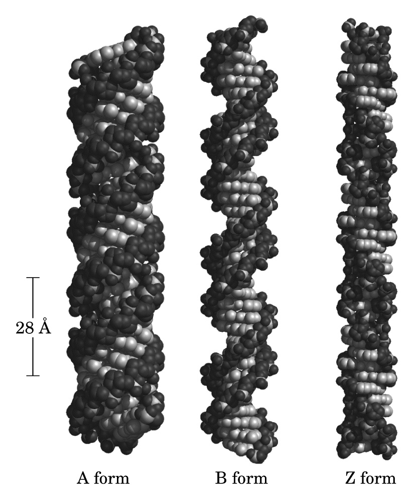A,B und Z-Formen der DNA A,B und Z-Formen der DNA A-Form B-Form Z-Form Drehrichtung der Helix Rechts Rechts Links Durchmesser 26 Å 20 Å