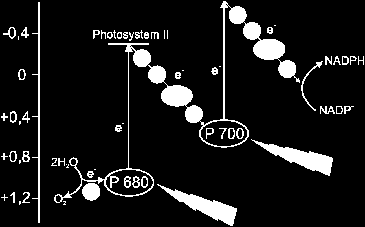 2 - Theoretischer Hintergrund Das Redoxpotential der einzelnen Pigmentkomplexe und der an die Systeme koppelnden Komponenten in Verbindung mit dem Energie- bzw.