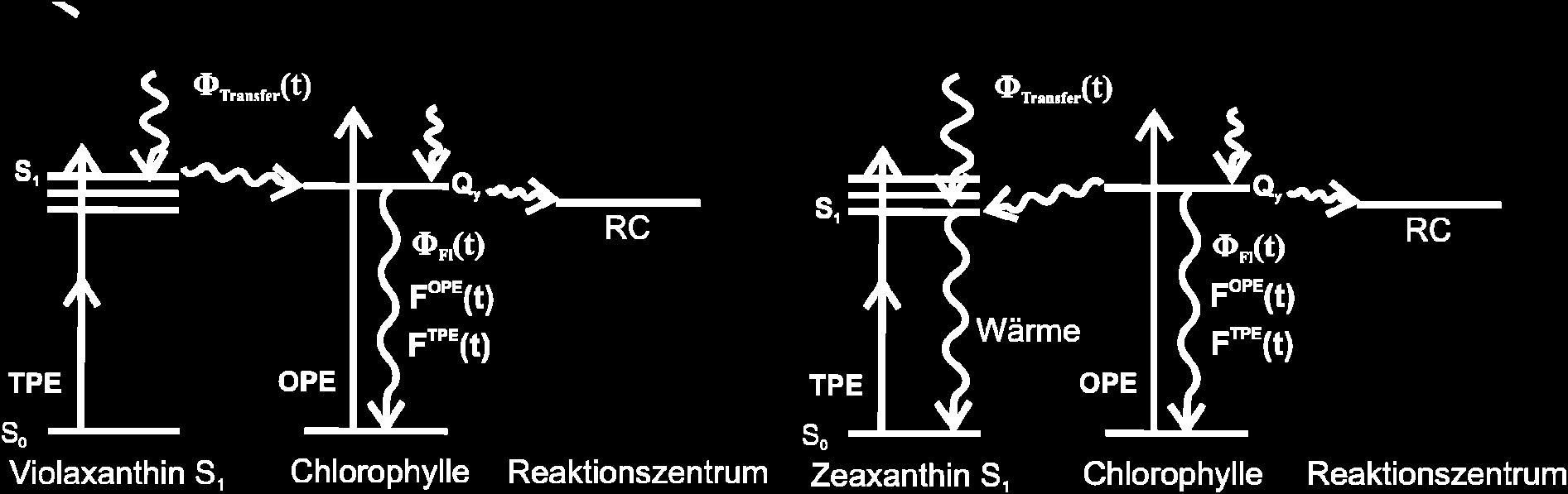 8 - Zweiphotonen-Fluoreszenzmessungen an lebenden Pflanzen Änderungen, Aktivierungen von Zeaxanthin Bindungsstellen oder Protonierung eines oder mehrerer Untereinheiten des PS II liegen [105-108].