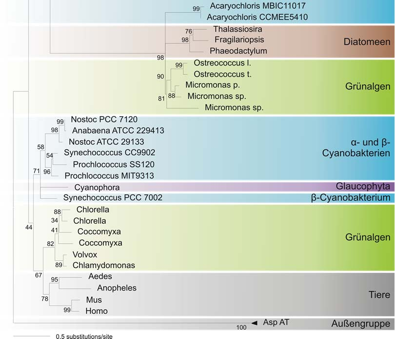 Ergebnisse 45 Abbildung 11. Maximum-Likelihood-Baum der Serin:Glyoxylat-Aminotransferase (SGT) basierend auf 62 Sequenzen.