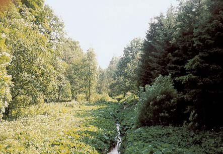 EP 5. Uferbewuchs nicht bodenständiger Forst nicht bodenständiger Galerie (im Bild links) nicht bodenständiges Gebüsch, Einzelgehölze junge Gehölzpflanzung keine Krautvegetation, naturbedingt keine