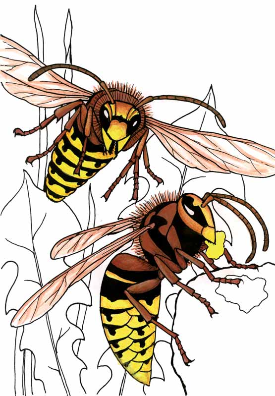 Auch die Hornissen leben, wie Wespen und Bienen, in einem großen Insektenstaat.
