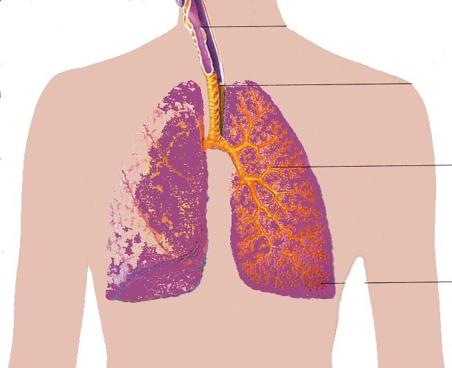 2. Beschreibung des Abhörens der Atemgeräusche Zum Abhören der Atemgeräusche benötigt man ein Stethoskop mit Membran, um die Geräusche in der Lunge hörbar zu machen.