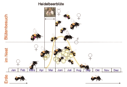In der Heidelbeeranlage: Sandbiene am Nesteingang. Zur Haupblütezeit bieten Kulturheidelbeeren Wildbienen reichlich Nahrung. Wertvolle Saumstrukturen in der Heidelbeerplantage.