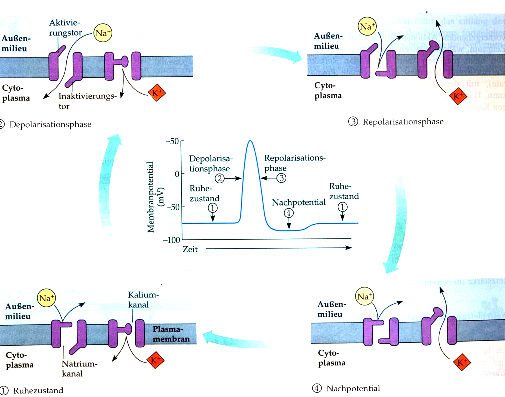 Das grobe Bild: Der Zeitverlauf des Aktionspotentials ist eine Folge von