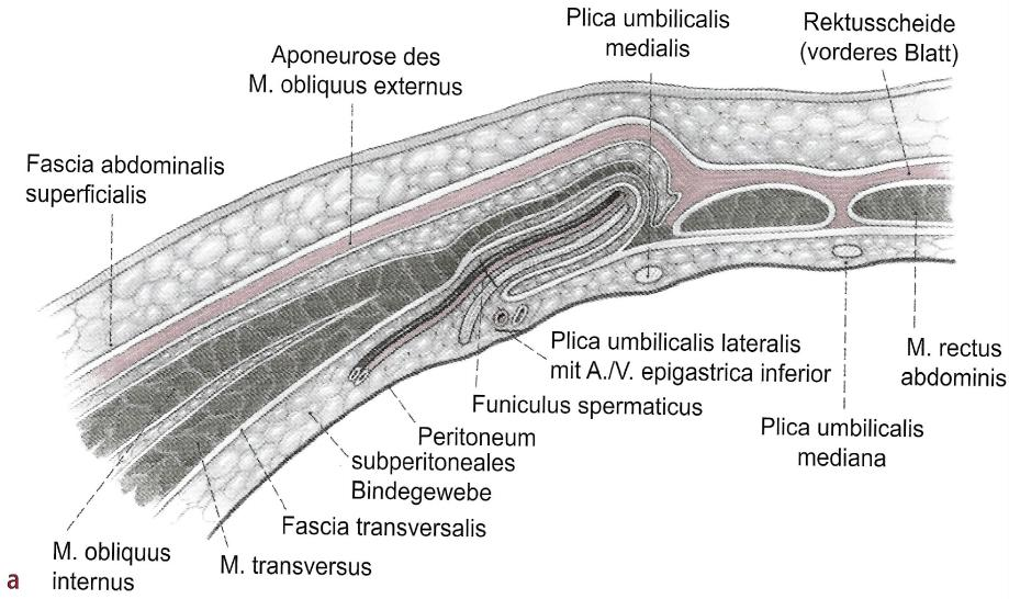 Plica umbilicalis lateralis. Unterhalb des Leistenbandes liegt das Trigonum femorale, das lateral vom M. sartorius, medial vom M. adductor longus und kranial vom Leistenband begrenzt wird. Der M.
