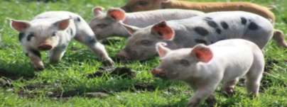 Schweinezucht Produktion 70 wallonische Hersteller 8 273 Schweine davon 579 Säue von 39% seit 2010 Absatz 100% in Bio verkauft Vertriebsstrukturen PQA Coprobio Mossoux Entwicklung der Anzahl