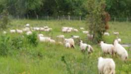 Schafzucht Produktion 93 Bio-Schafzuchten (11% der Bioproduzenten) +/- 10.300 Schafe Die Mehrzahl der wallonischen Betriebe mit mehr als 50 Mutterschafen sind Bio, d.h. 24 Betriebe (FICOW) 3/4