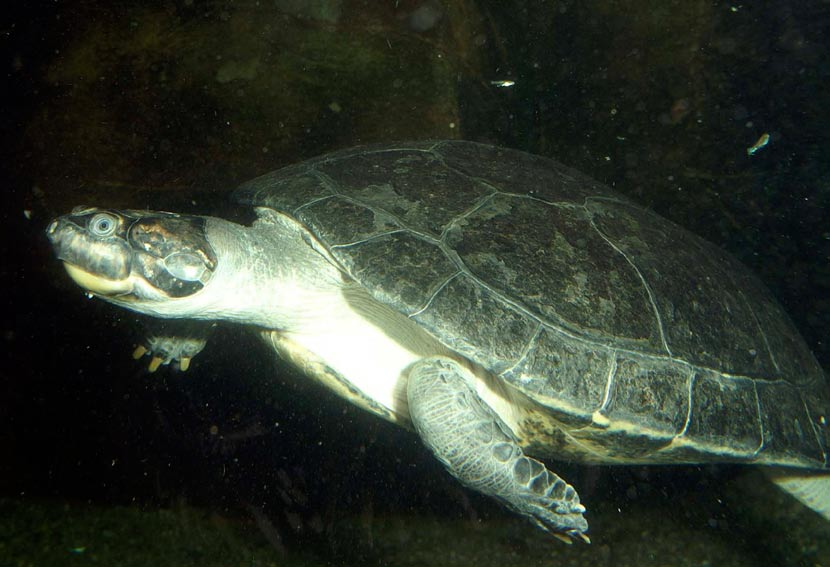 Arrau-Schildkröten (Podocnemis expansa) gehören zu den grössten Wasserschildkröten. Trotzdem ist ihre Haltung in der Schweiz nicht bewilligungspflichtig.