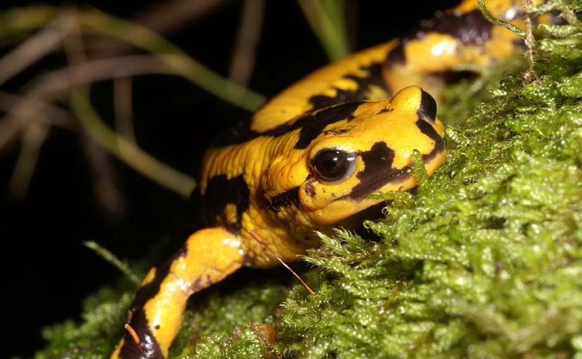 Genau wie bei den Reptilien, finden sich auch bei den Amphibien unlogische Bestimmungen im Anhang 2.