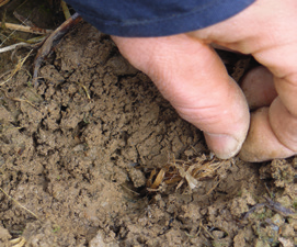 Je größer das Nahrungsangebot auf der Bodenoberfläche, desto mehr Regenwürmer finden sich im Boden, weshalb der Anbau von Zwischenfrüchten die Regenwurmpopulation fördert.