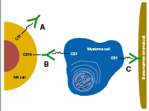 Elotuzumab Humanisierter monoklonaler IgG1 Ak anti-slamf7 (CS1), ADCC CS1: CD2 subset-1, stark exprimiert auf MM-Zellen (90%) (sowohl