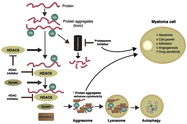Histone Deactetylase (HDAC) Inhibitoren Präklinik: Synergismus Proteasomeninhibitoren und HDAC Inhibitoren : Verstärkung des