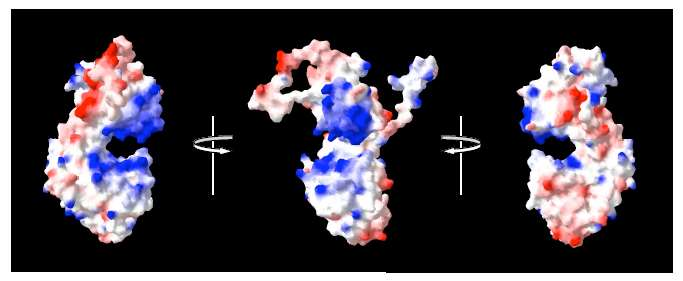 ( RNP ) Polymerase-Template: Ribonukleoprotein RNA ist nur als RNP Template für die RNA-Polymerase RNP: RNAse resistente Verpackung der genomischen und ( N antigenomischen Virus