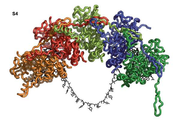 ( RNP ) Polymerase-Template: Ribonukleoprotein Während der RNA-Synthese (Transkription + Replikation) muss die RNApartiell entpackt werden, damit ein