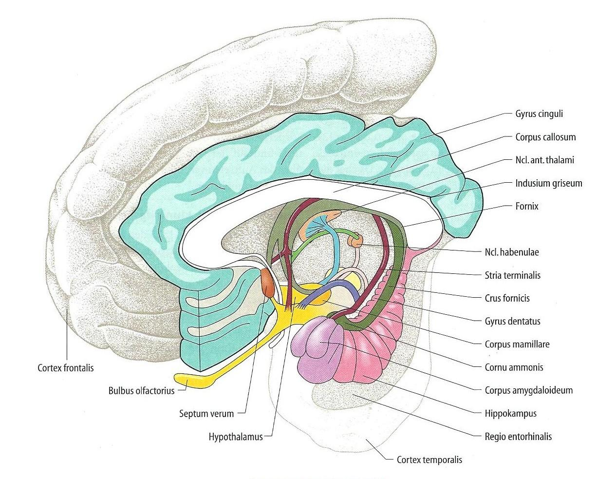 D a s l i m b i s c h e S y s t e m S e i t e 14 limbischen System und Hypothalamus, kann auch dieser dazugezählt werden (Abb. 4) [LANG und LANG, 2008].