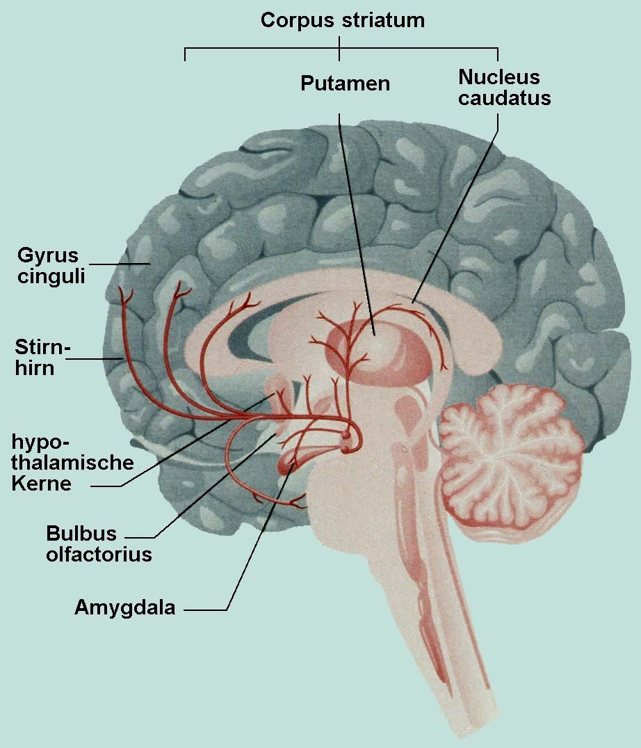 Mesolimbisches System (Substantia nigra, ventrales tegmentales Areal, Nucleus accumbens) : Nucleus accumbens Reaktion auf positive, neuartige bzw.