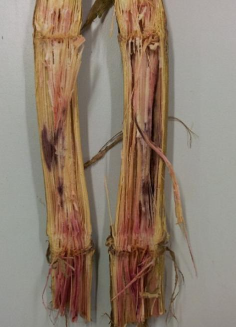 2. Literaturübersicht Fusarium-Arten bildet. Wie in Abbildung 3 sichtbar, verrottet das verbräunte Stängelmark und ist von einem weißlich bis rosafarbenen Pilzgeflecht durchzogen.