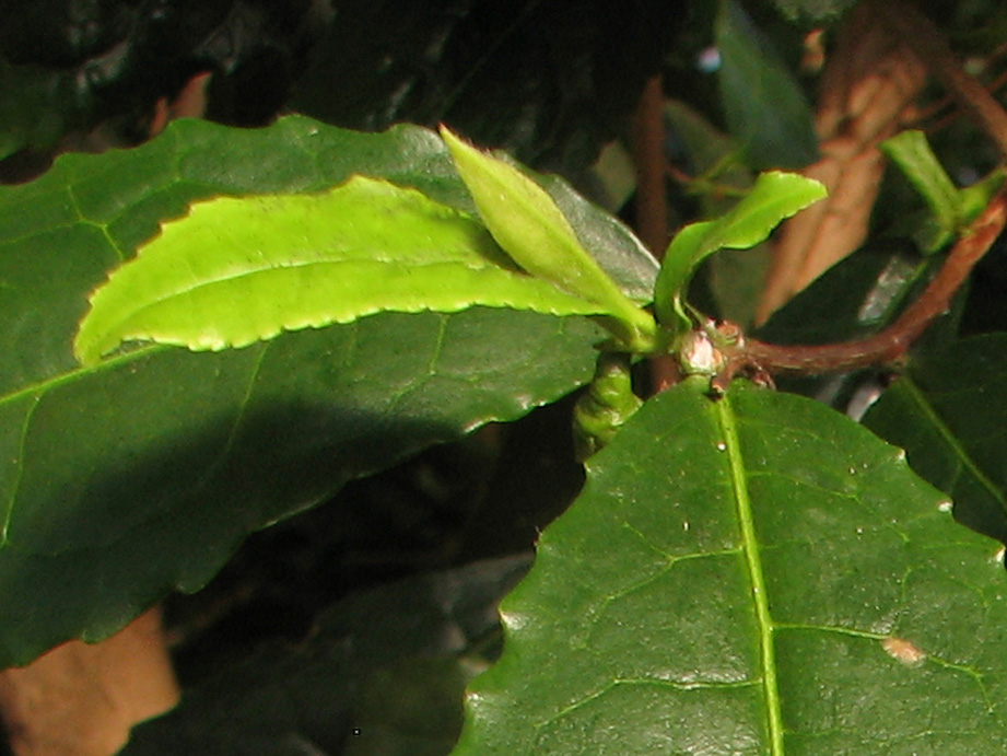 Dabei werden fast ausschließlich nur die oberste Blattknospe und die zwei darauffolgenden jüngsten Blätter eines Triebes ("two leaves and a bud") gepflückt (Abb. 4).