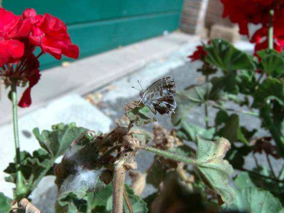 Dass er früher nicht aufgefallen wäre, ist unwahrscheinlich: Lepidopterologen lauern ja glücklicherweise noch fast überall! Ob die Klimaerwärmung dabei eine Rolle spielen konnte, ist ungewiss.