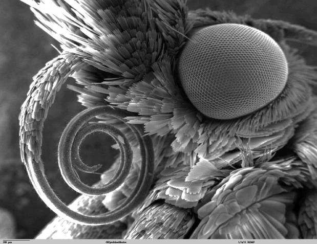 Abbildung 5: REM-Aufnahme eines Schmetterlings-Rüssels Diese Urmotten sind in Salzburg mit 7 Arten vertreten, die alle der Gattung Micropterix zuzuordnen sind, weltweit sind insgesamt etwa 230 Arten