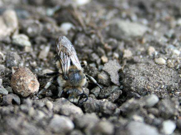 Abbildung 14: Bombus terrestris auf Lerchensporn Andrena (Erdbienen) Andrena bicolor Andrena