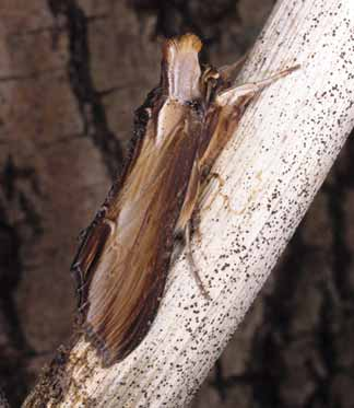 Zur Entwicklung hat sich die auffällige, meist nachtaktive Raupe dieser Art auf Hahnenfussgewächse (Ranunculaceae) spezialisiert. Abb.