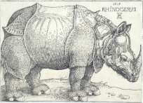 Rhinoceros vor
