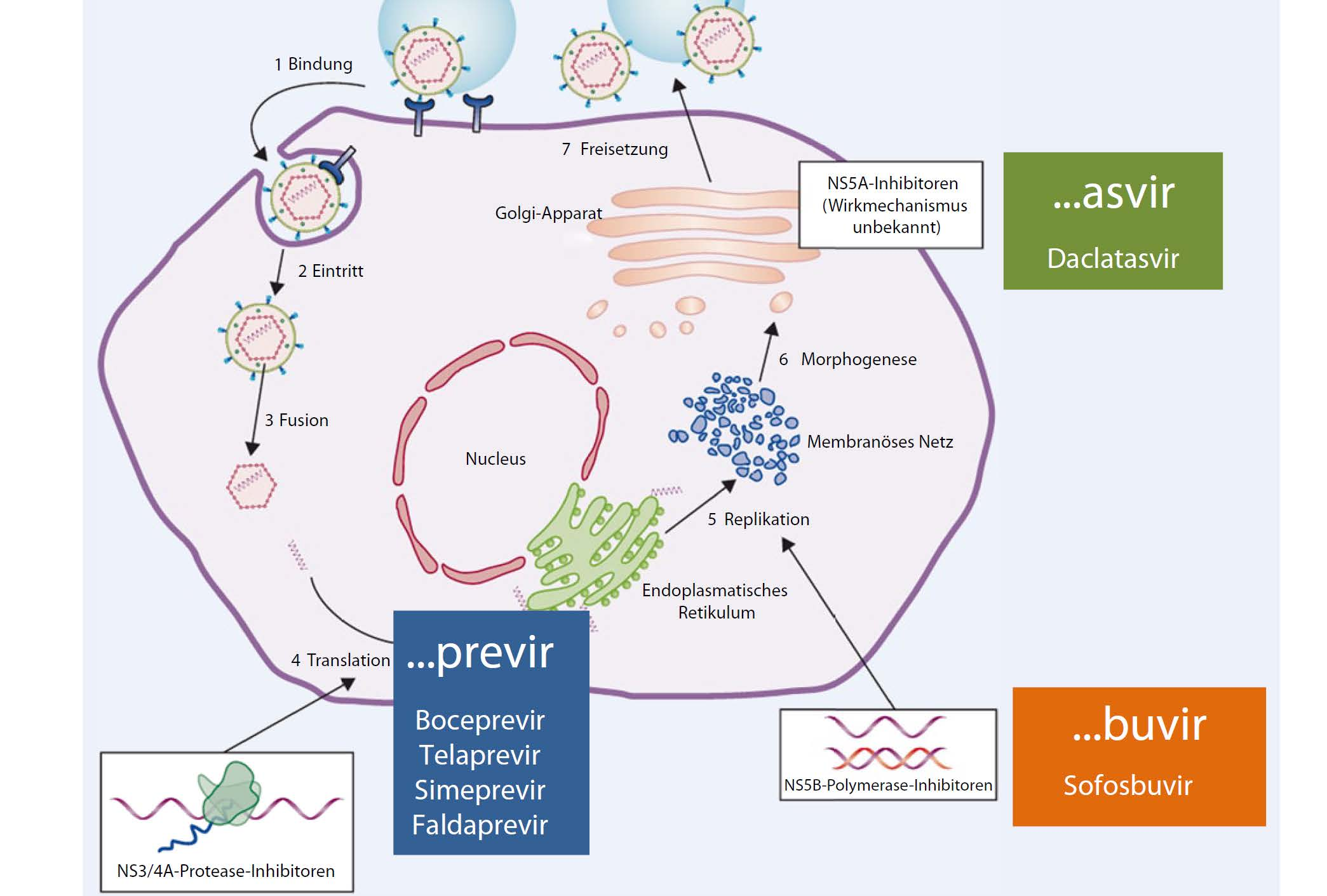 Replikation des Hepatitis C-Virus