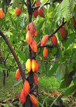 KAKAOBUTTER (Theobroma cacao) Kakaobutter wird aus den getrockneten und gerösteten Kakaobohnen