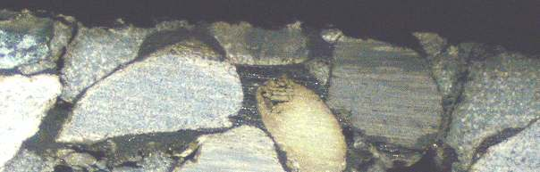 2 Abbildung 71: Oberfläche des Bohrkerns, in der Vergrößerung