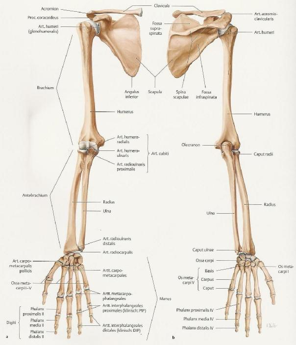 1.1.4 Freie obere Extremitäten Die Knochen der freien oberen Extremitäten sind der Humerus der Radius und die Ulna die Ossa Carpi die