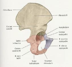 Corpus ossis ilii Ala ossis ilii (Darmbeinschlaufe) Facies glutaea Crista iliaca (Darmbeinkamm) Spina iliaca anterior superior (SIAS)