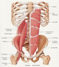 Musculus rectus abdominis Rippen 5-7 Processus xiphoideus Besonderes: Crista pubica Der Muskel ist in seiner Länge durch sehnige Anteile in drei Teile unterteilt.