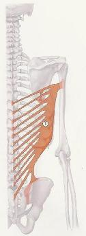 Musculus teres major Varietät: Margo lateralis der Scapula, kaudales drittel Crista tuberculi minoris des Humerus Innenrotation des Humerus Adduktion des Humerus Retroversion des Humerus Verschmelzen
