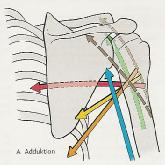 1.2.2.3 Muskelbeteiligung bei den Bewegungen Adduktion im Schultergelenk m. pectoralis major rot Caput longum m.