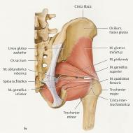 Musculus tensor fasciae latae Spina iliaca anterior superior (SIAS) Tractus iliotibialis Flexion im Hüftgelenk Abduktion, gemeinsam mit dem frontalen Teil des m.